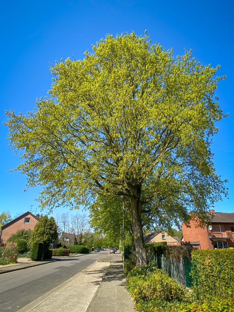 35.000 Bäume in Geldern