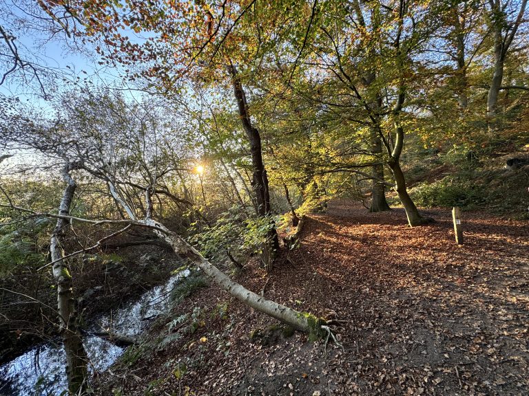 Nationalpark Reichswald